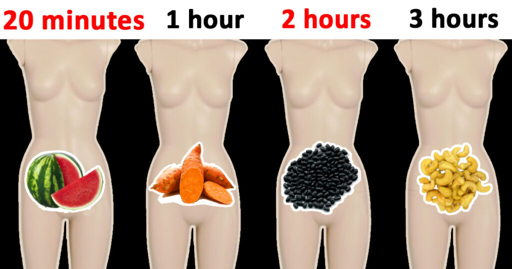 food digestion times