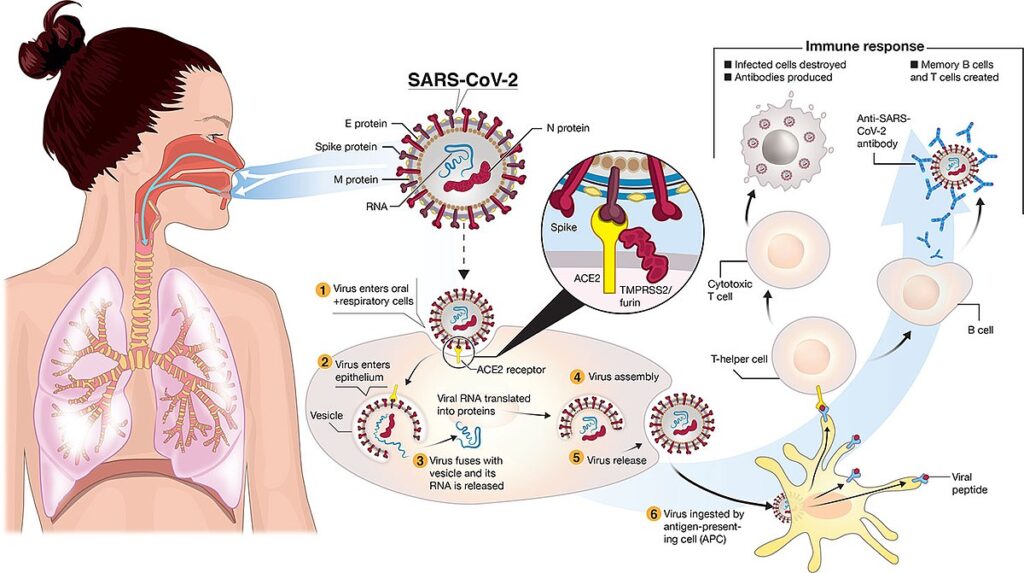 how covid 19 virus enters human cells as per new research