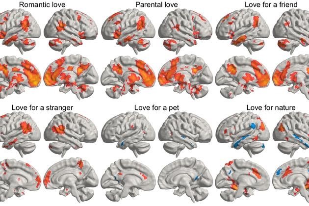 scientists reveal how different types of love light up different parts of brain