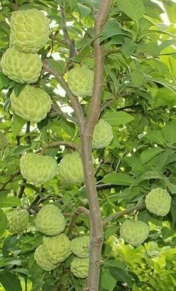 custard apple plant